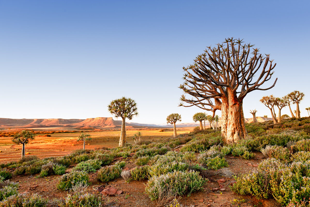 Quiver Trees at Sunset